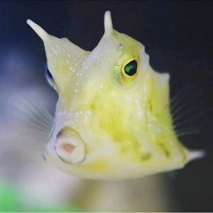 Meet your Posher, Ruby